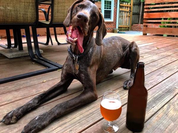 /Images/uploads/Southeast German Shorthaired Pointer Rescue/segspcalendarcontest2018/entries/8640thumb.jpg